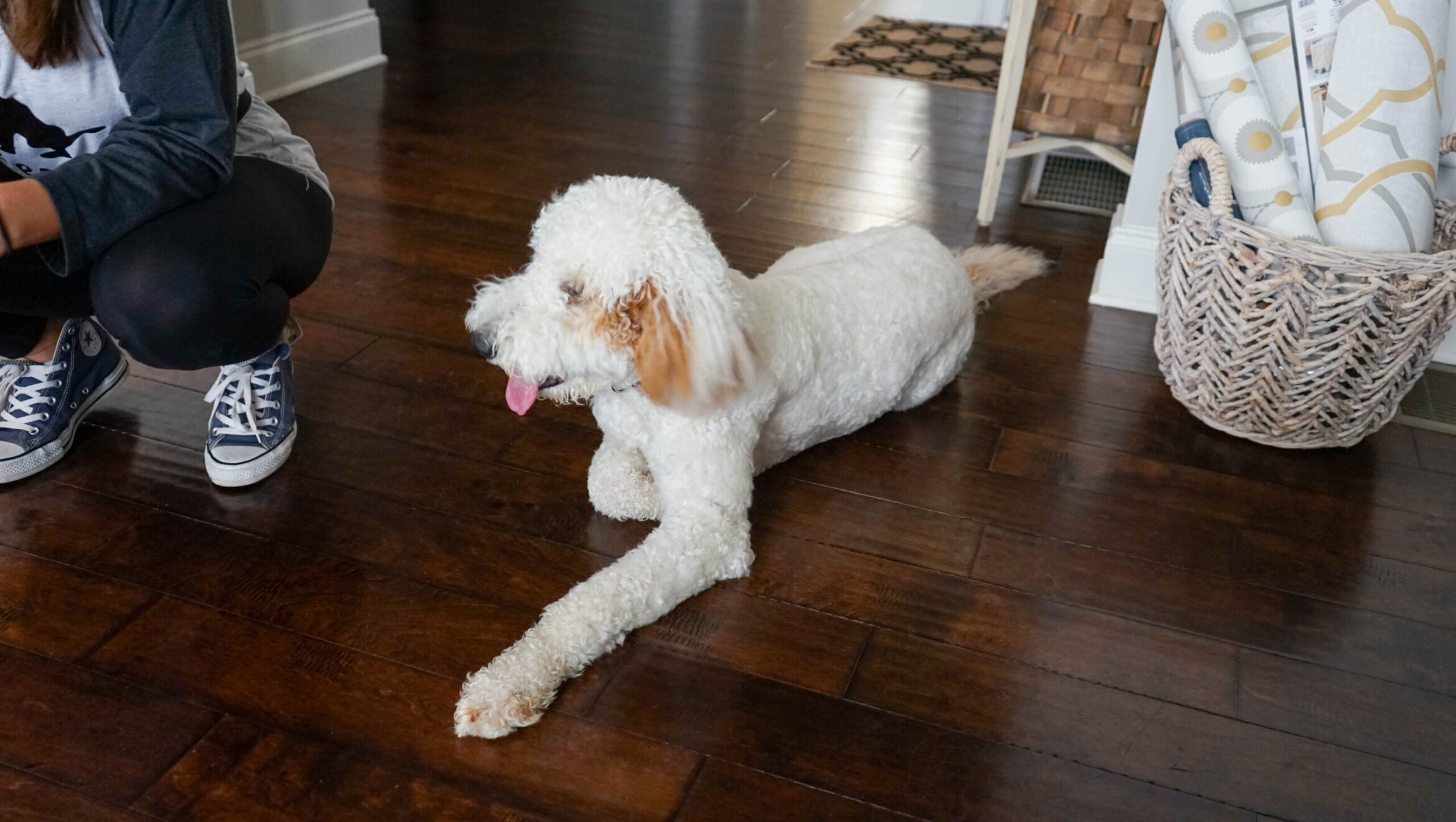 Find a Pet-Friendly Town