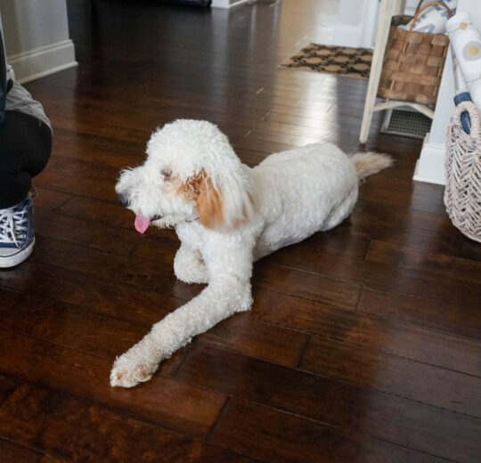 Find a Pet-Friendly Town