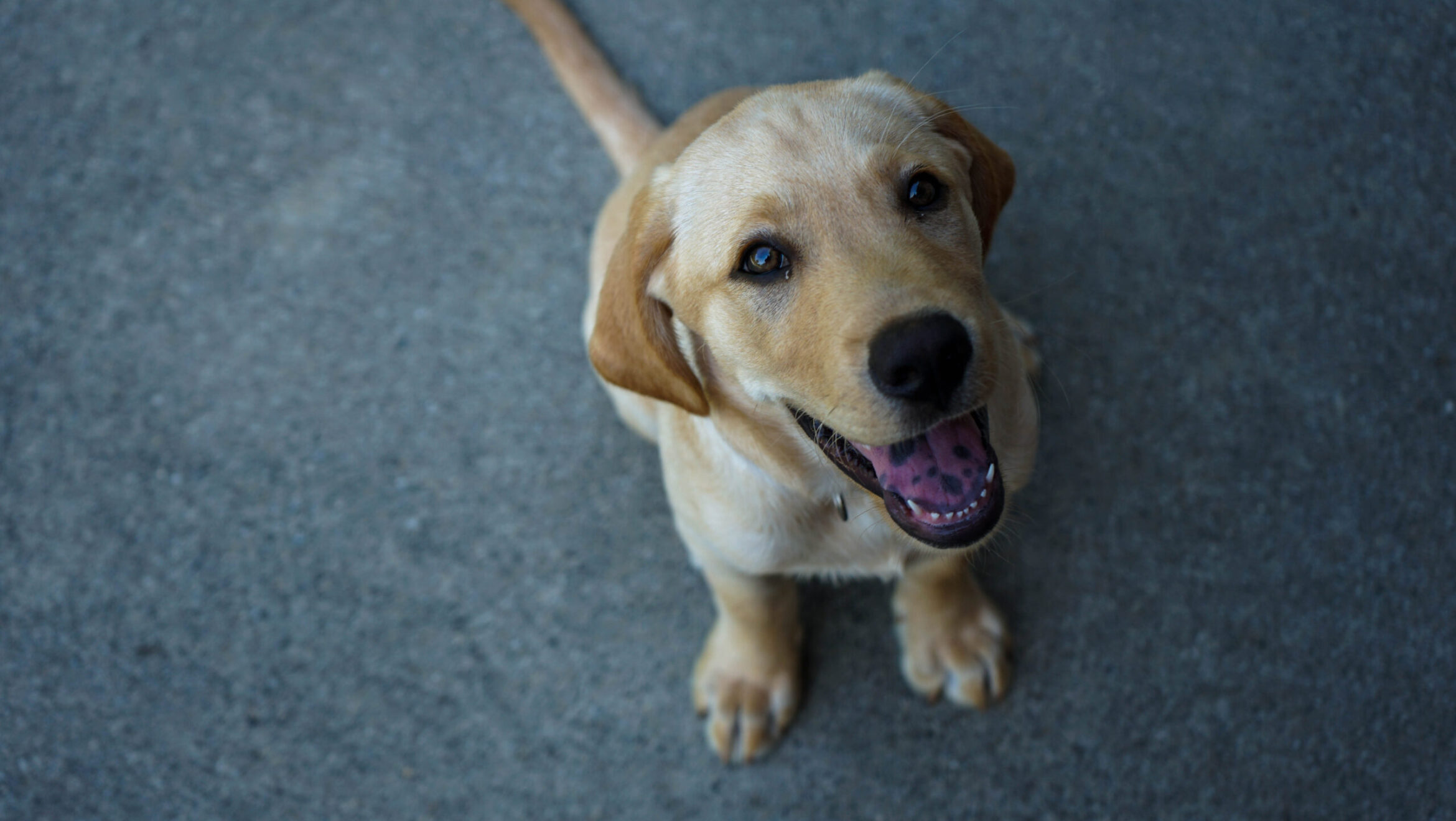 Raising the Perfect Puppy